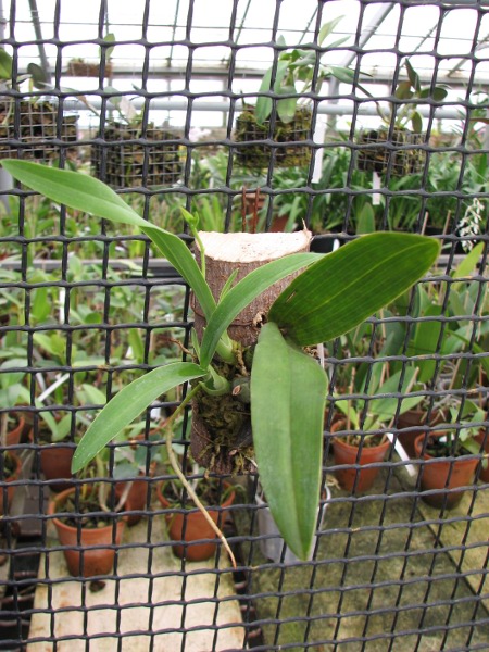 Prosthechea vitellina.JPG