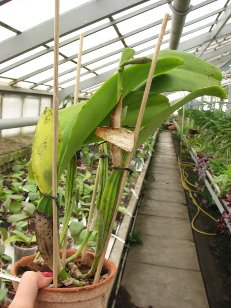 Cattleya schroederae.JPG