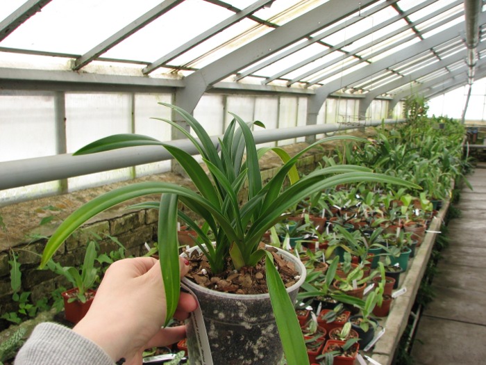 Phragmipedium wallisii x pearcei.JPG
