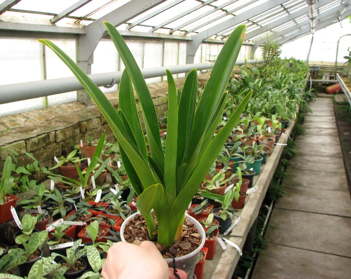Phragmipedium caudatum.JPG