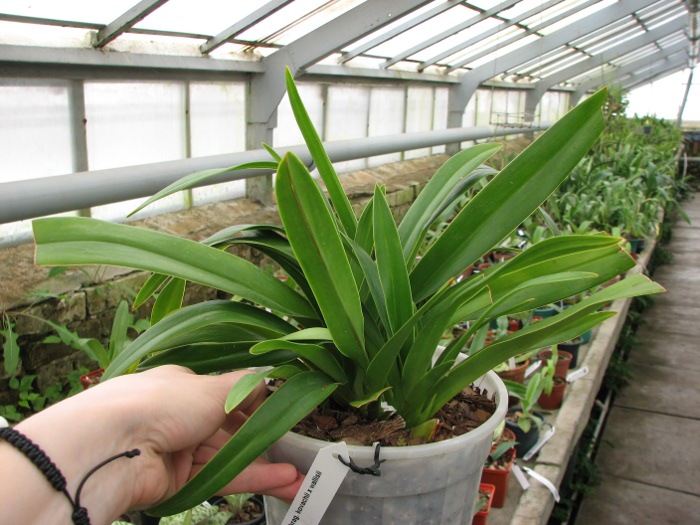 Phragmipedium kovachii x wallisii.JPG