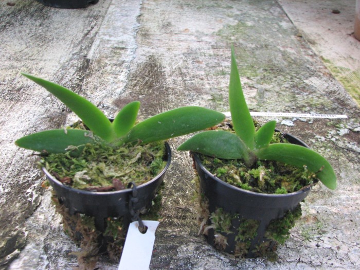 Angraecum leonis.JPG
