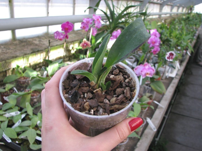 Angraecum Lemforde White Beauty.JPG