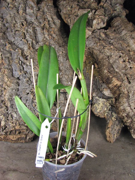 Brassocattleya Chief Pink 'Diana'.JPG