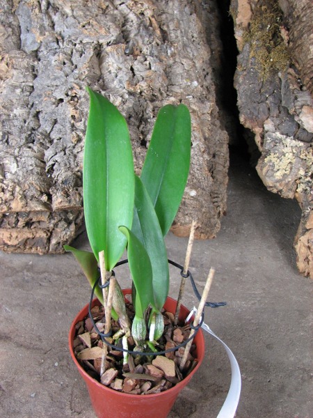 Brassolaeliocattleya Mother 'Aunt Yow'.JPG