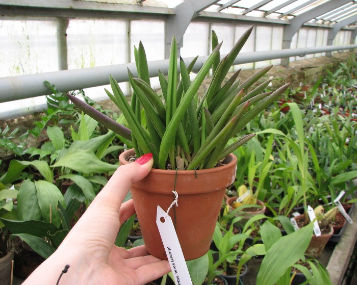 Pleurothallis teres (clump).JPG