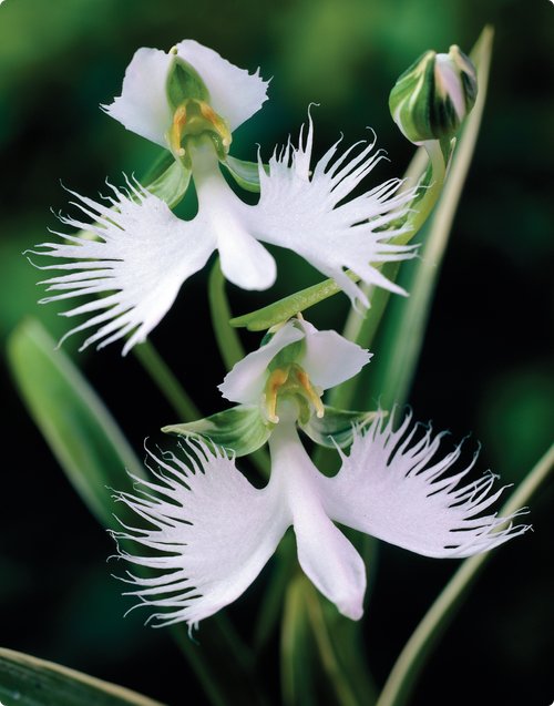 Habenaria radiata1.jpg