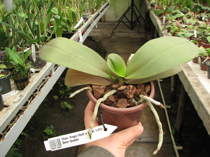 Doritaenopsis Sogo Meili x Phalaenopsis Ld's Bear Queen.jpg
