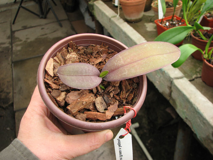Phalaenopsis stuartiana (green x yellow).jpg