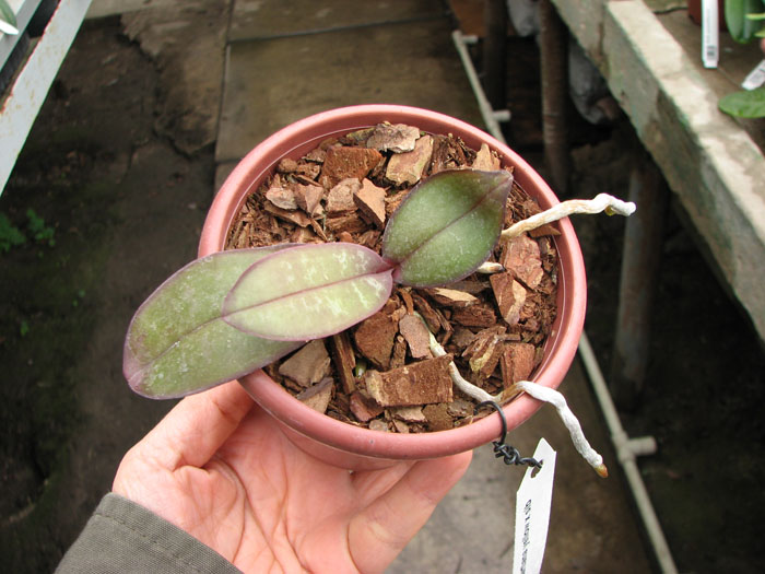 Phalaenopsis stuartiana yellow x sib.jpg