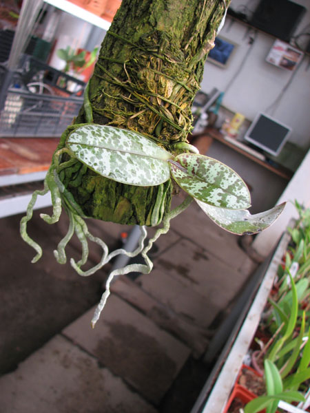 Phalaenopsis stuartiana.jpg