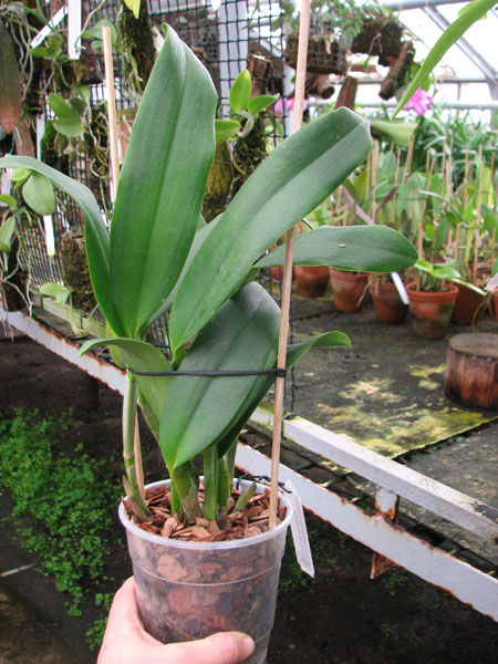 Sophrolaeliocattleya Tutankamen 'Pop'.jpg