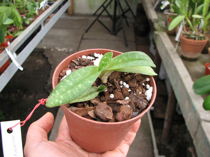 Paphiopedilum ang-thong 'Sogo' x Paphiopedilum concolor alba 'Golden Emperor'.jpg