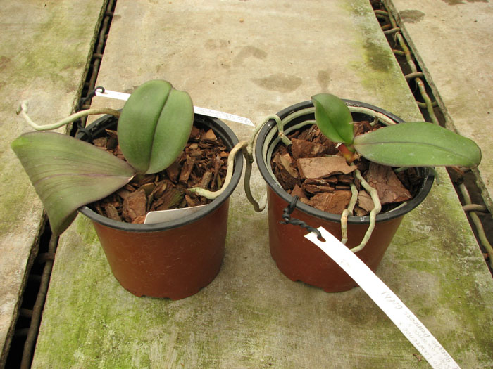 Phalaenopsis Sogo Lawrence x (Phalaenopsis Sogo Lawrence x Phalaenopsis Yungho Princess Gelb).jpg
