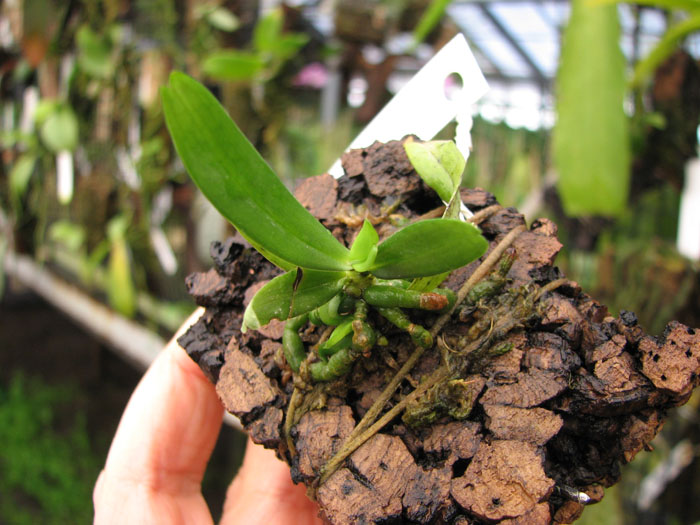 Aerangis rhodosticta.jpg