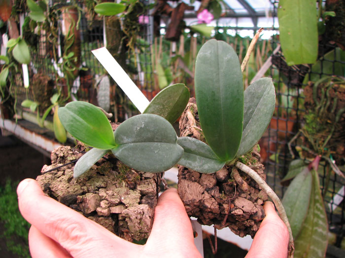 Aerangis spiculata.jpg