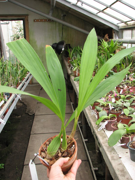 Coelogyne mayeriana.jpg