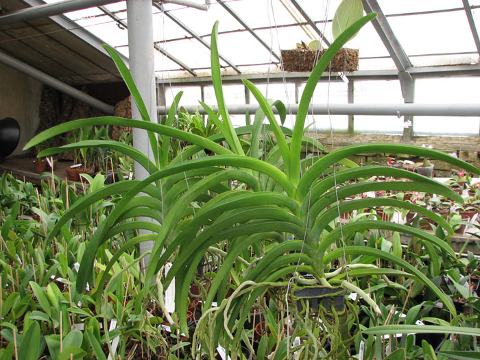 Vanda sanderiana x Taweesuksa.jpg