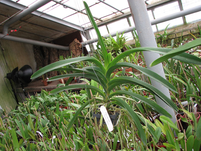 Vanda Chindavat x Tarab Waxy.jpg