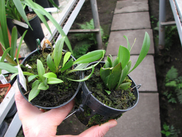Pleurothallis arcuata.jpg