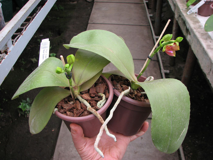 Doritaenopsis Sogo Meili x Phalaenopsis Ld's Bear Queen.jpg