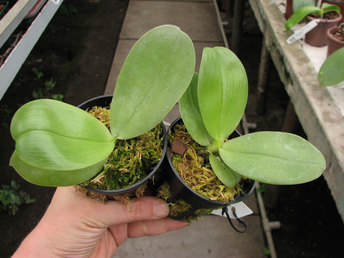 Phalaenopsis KS Happy Eagle.JPG