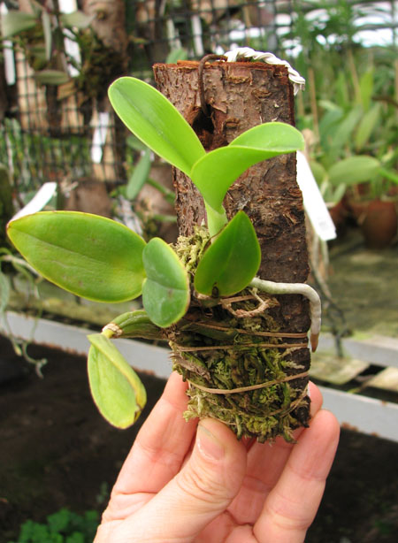Cattleya nobilior tipo 'Suzuki' x SELF.jpg