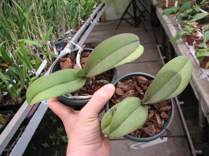 Doritaenopsis Lius Sakura.jpg