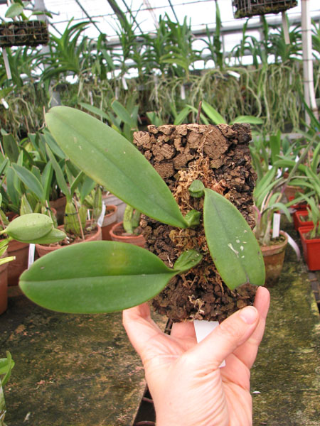 Bulbophyllum plumatum.jpg