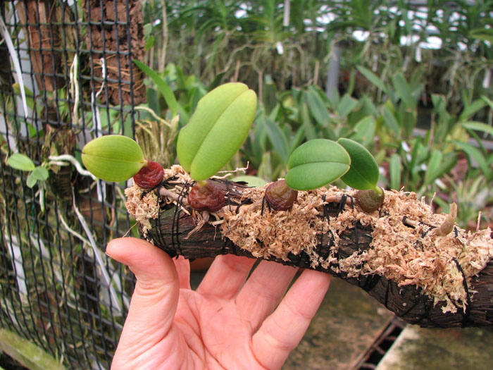 Bulbophyllum dayanum.jpg