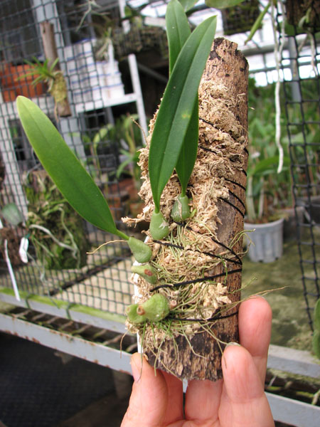 Bulbophyllum lindleyanum.jpg