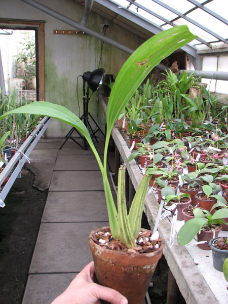 Coelogyne martea (Borneo).jpg