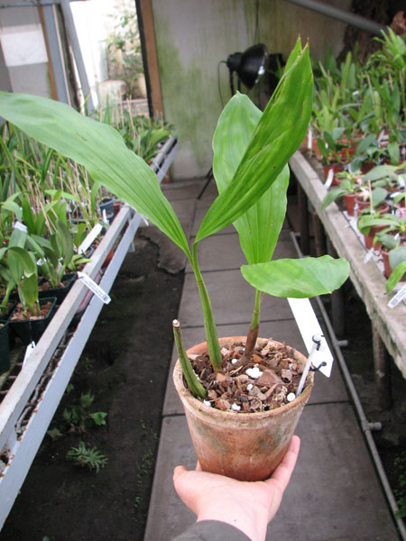 Coelogyne rochussenii.jpg