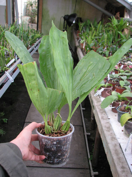 Gongora rufescens.jpg