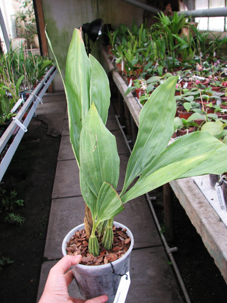 Gongora scaphephorus.jpg
