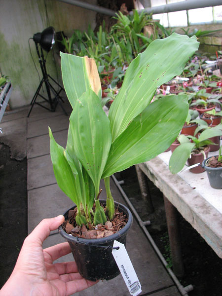 Gongora gratulabunda.jpg