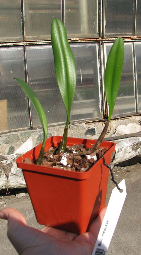 Bulbophyllum medusae.jpg
