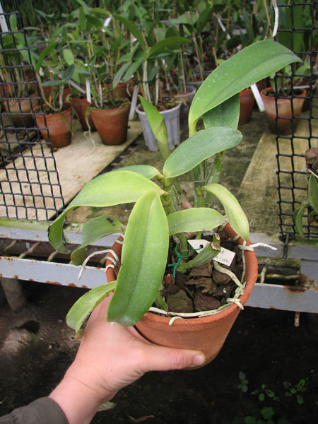 Laeliocattleya Dakao 'Flamea Enami'.jpg