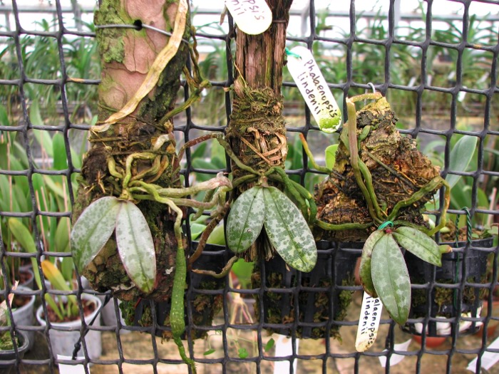 Phalaenopsis lindenii.JPG