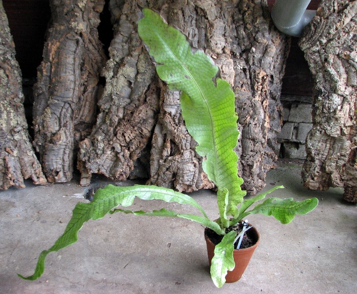 Microsorum musifolium 'Crocodyllus'.JPG