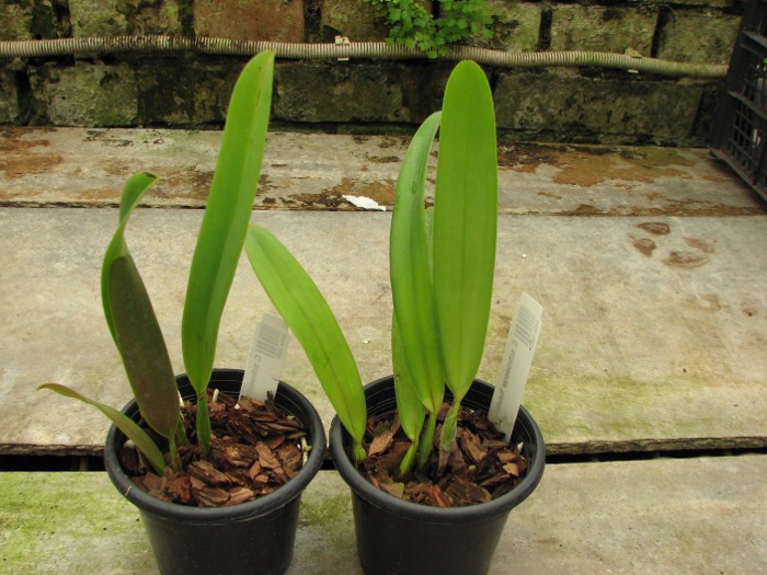 Cattleya schroderae 'Newberry' x '#2'.JPG
