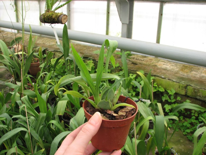 Oncidium Twinkle 'Fragrance Fantasy'.JPG