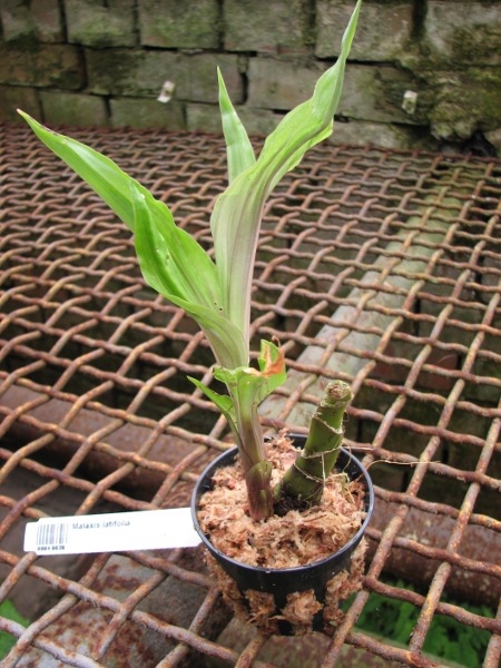 Malaxis latifolia.JPG