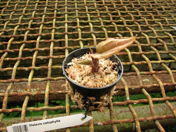 Malaxis calophylla.JPG