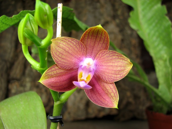 Doritaenopsis Sogo Meili x Phalaenopsis Ld's Bear Queen.JPG