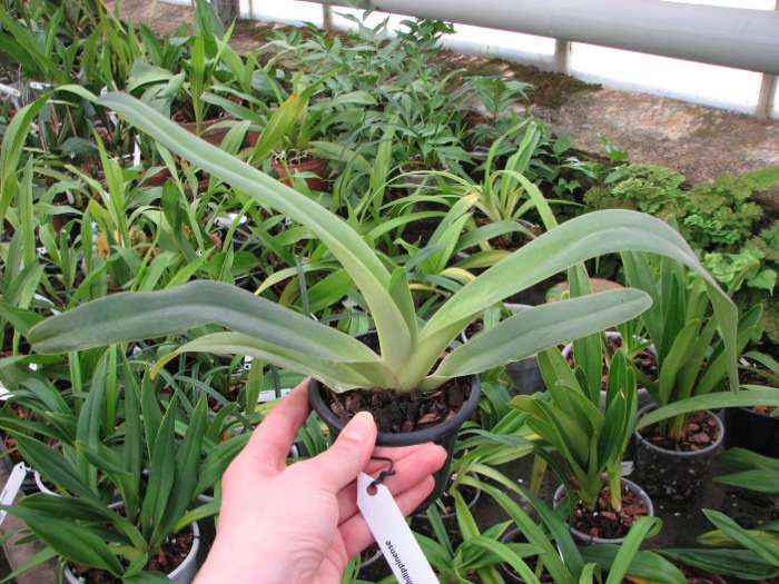 Paphiopedilum philippinense.JPG