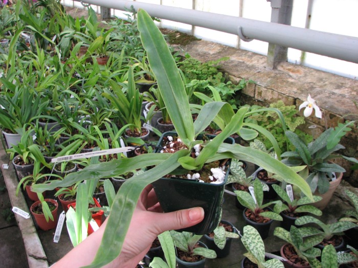 Paphiopedilum spicerianum.JPG