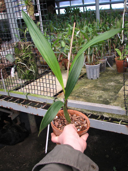 Coelogyne foerstermannii.jpg