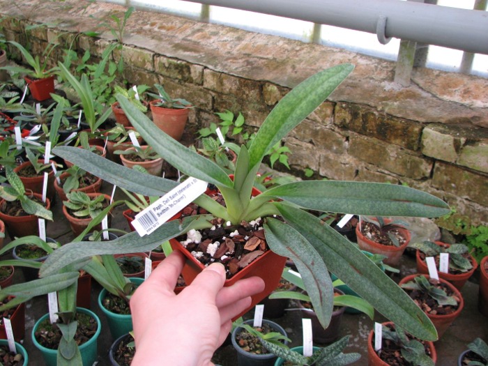 Paphiopedilum Deli Saint (delenatii x St. Swithin 'In-Charm').JPG