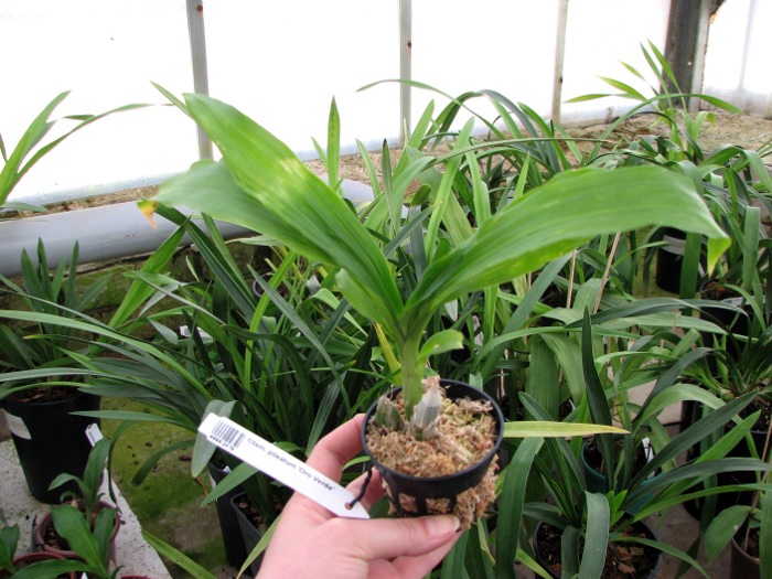 Catasetum pileatum 'Oro Verde'.JPG
